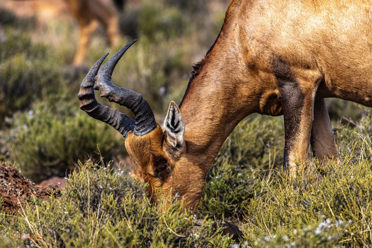 Red Hartebeest