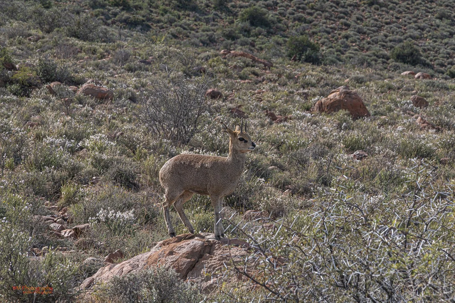 Klipspringer
