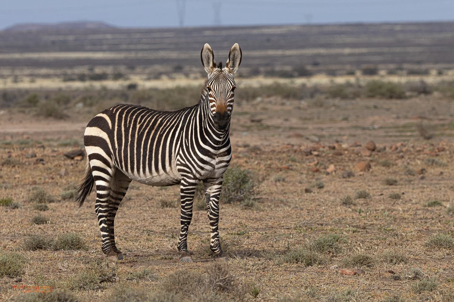 Mountain Zebra
