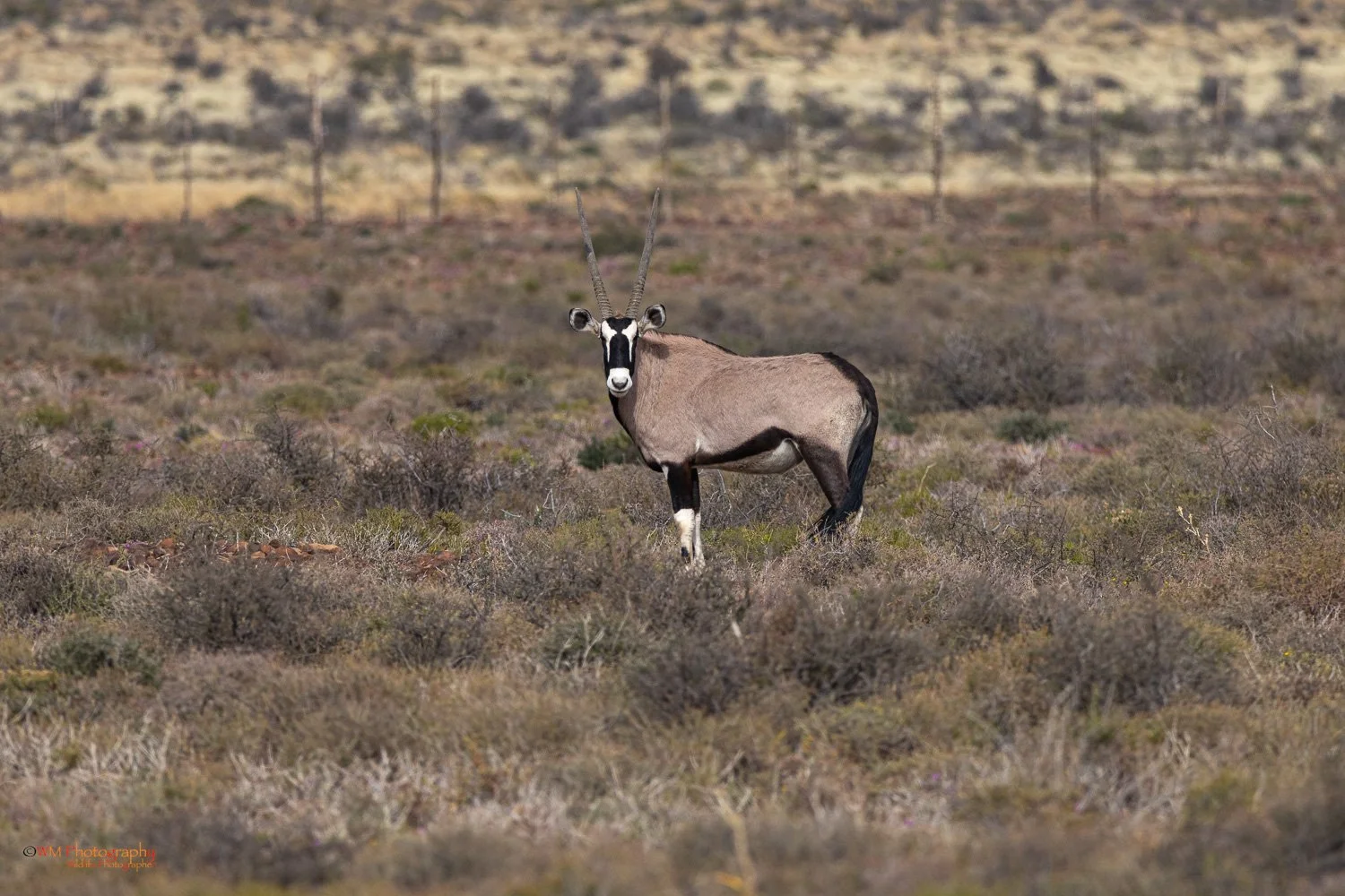 Gemsbok