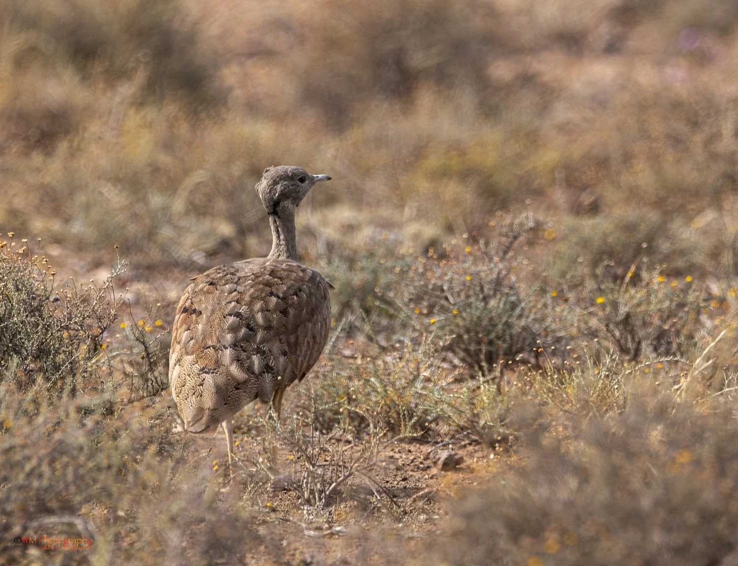 Karoo Korhaan