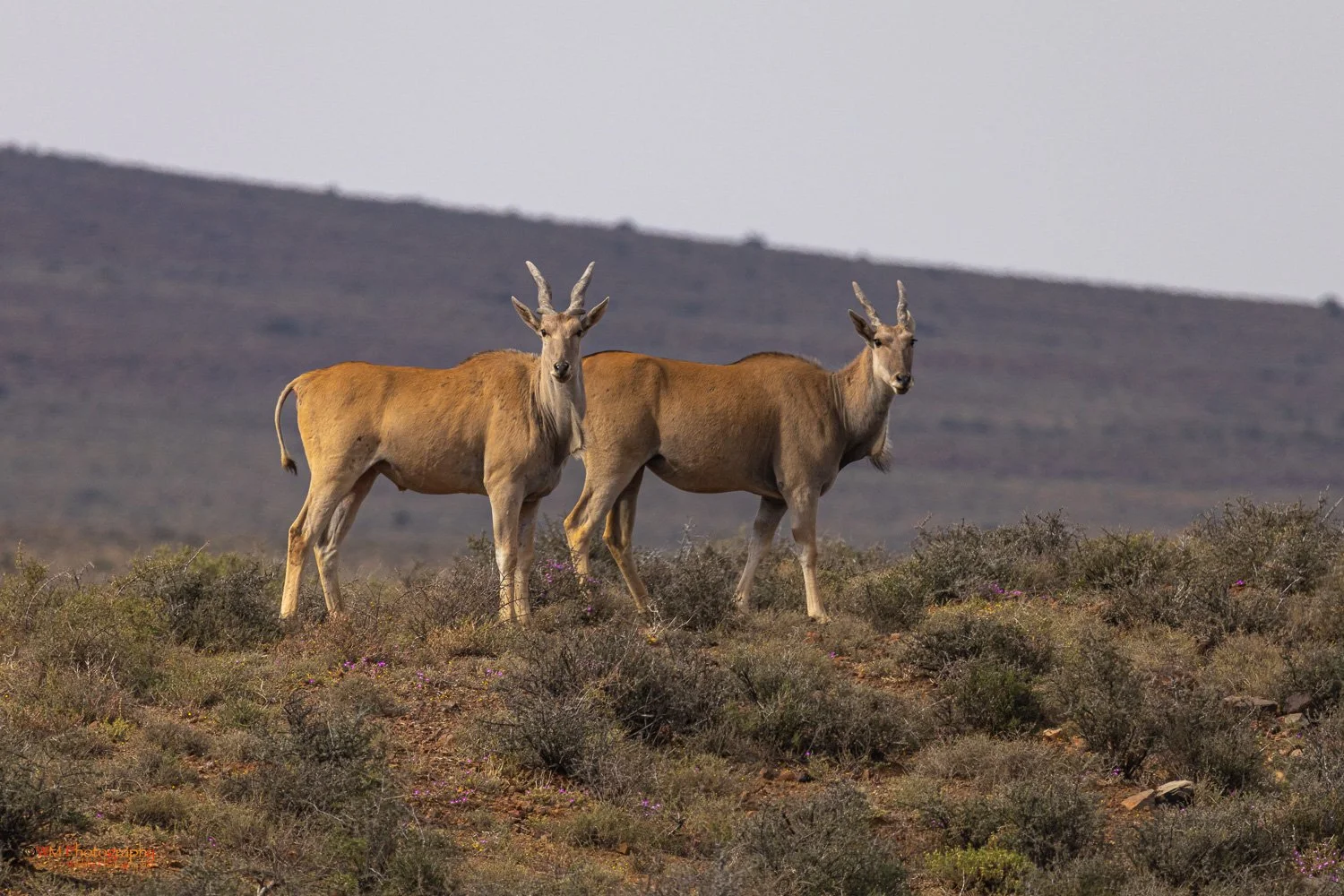 Eland