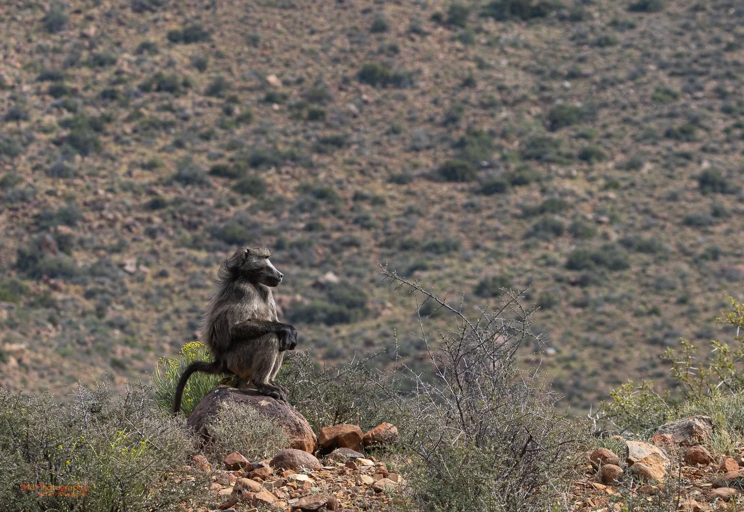 Chacma Baboon