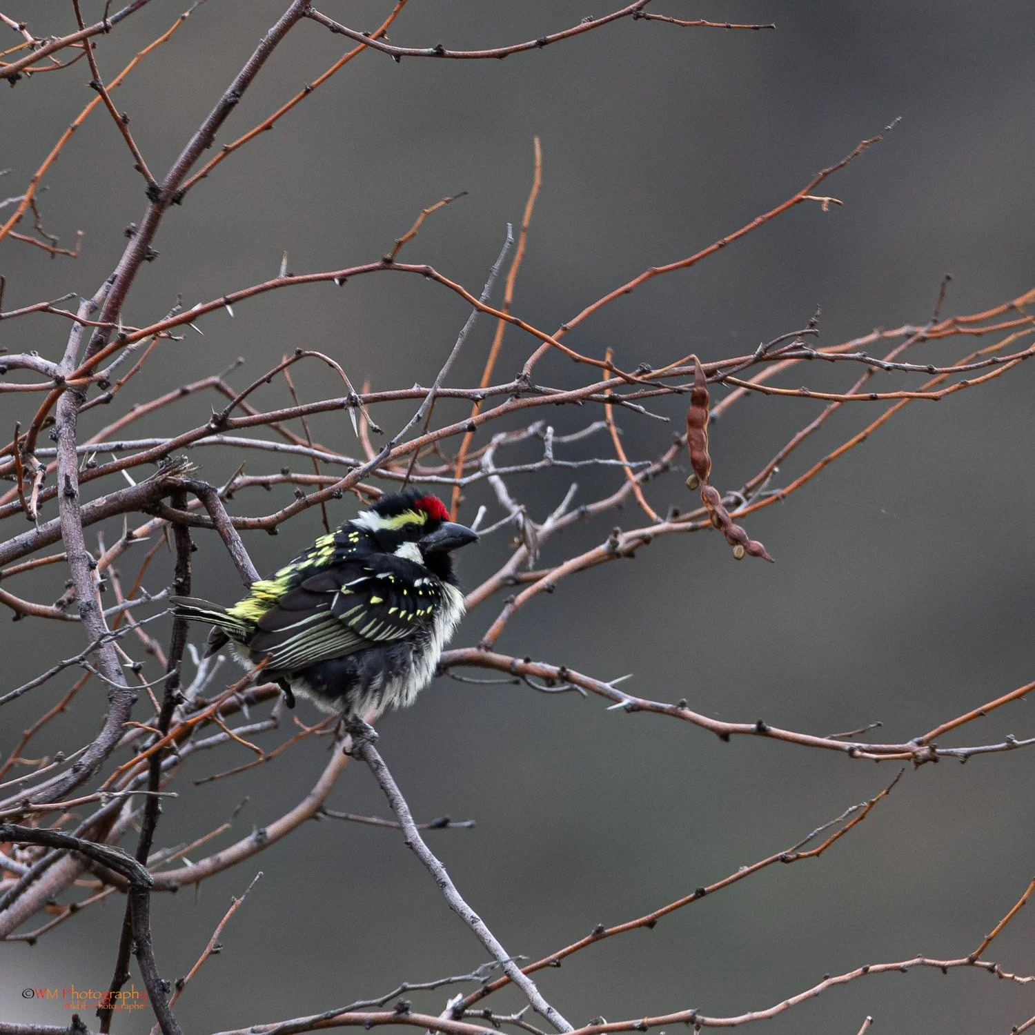 Acacia Pied Barbet