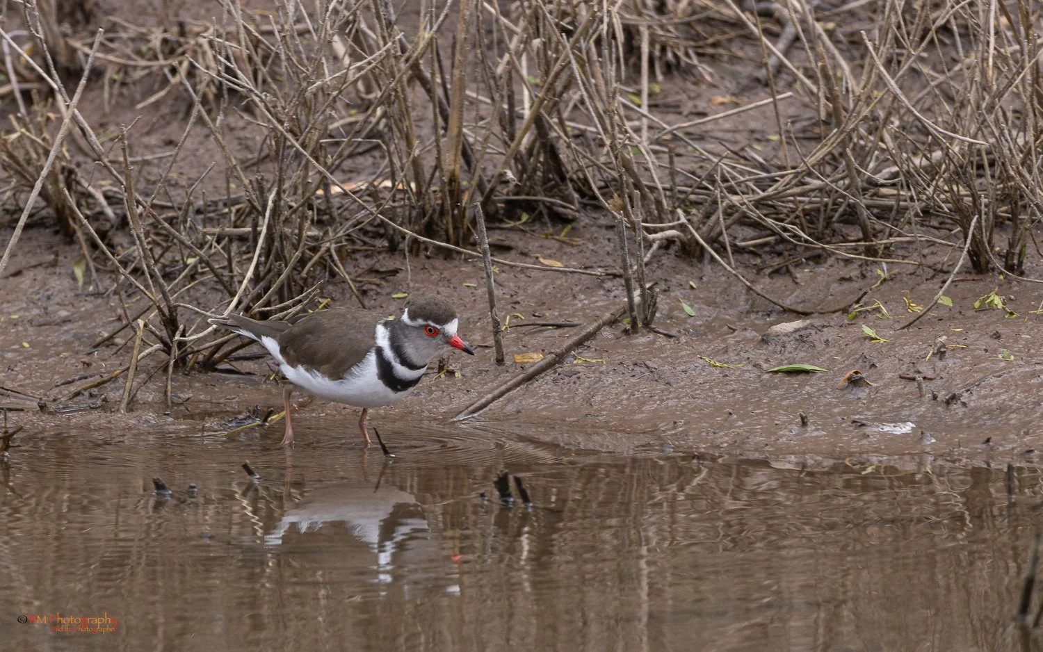 3 Banded Plover