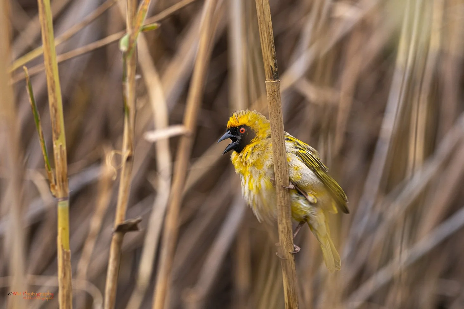 Masked Weaver