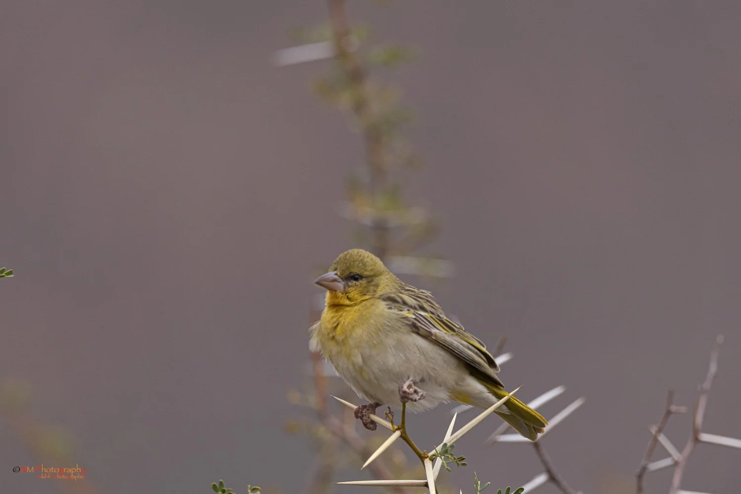 Canary