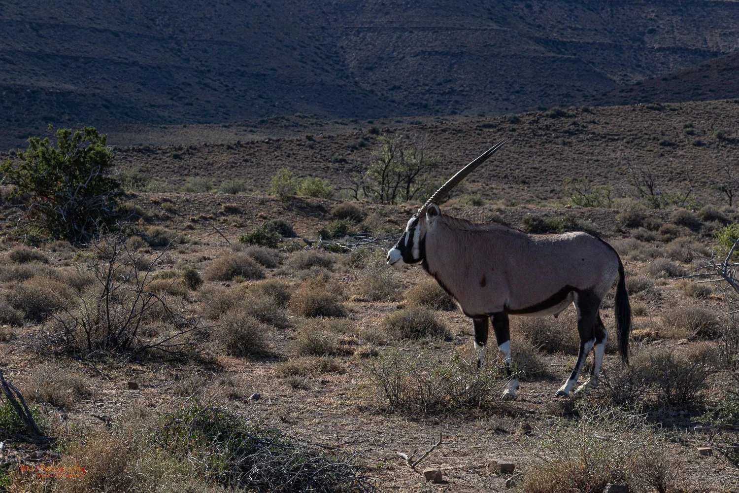 Gemsbok