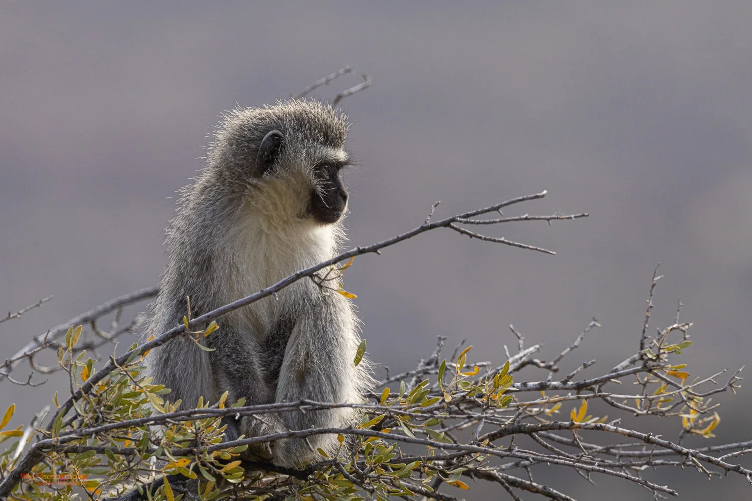 Vervet Monkey