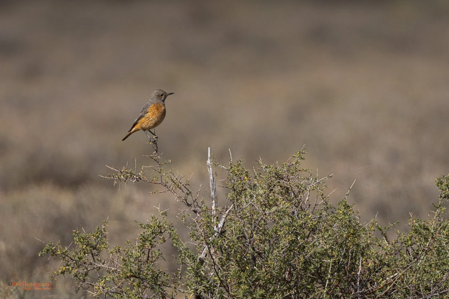 Karoo Thrush