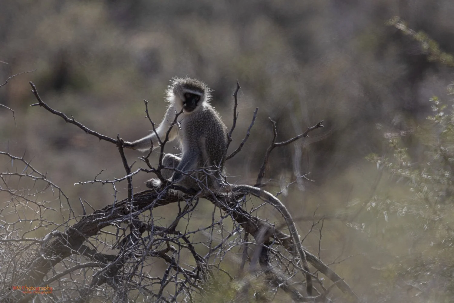 vervet Monkey