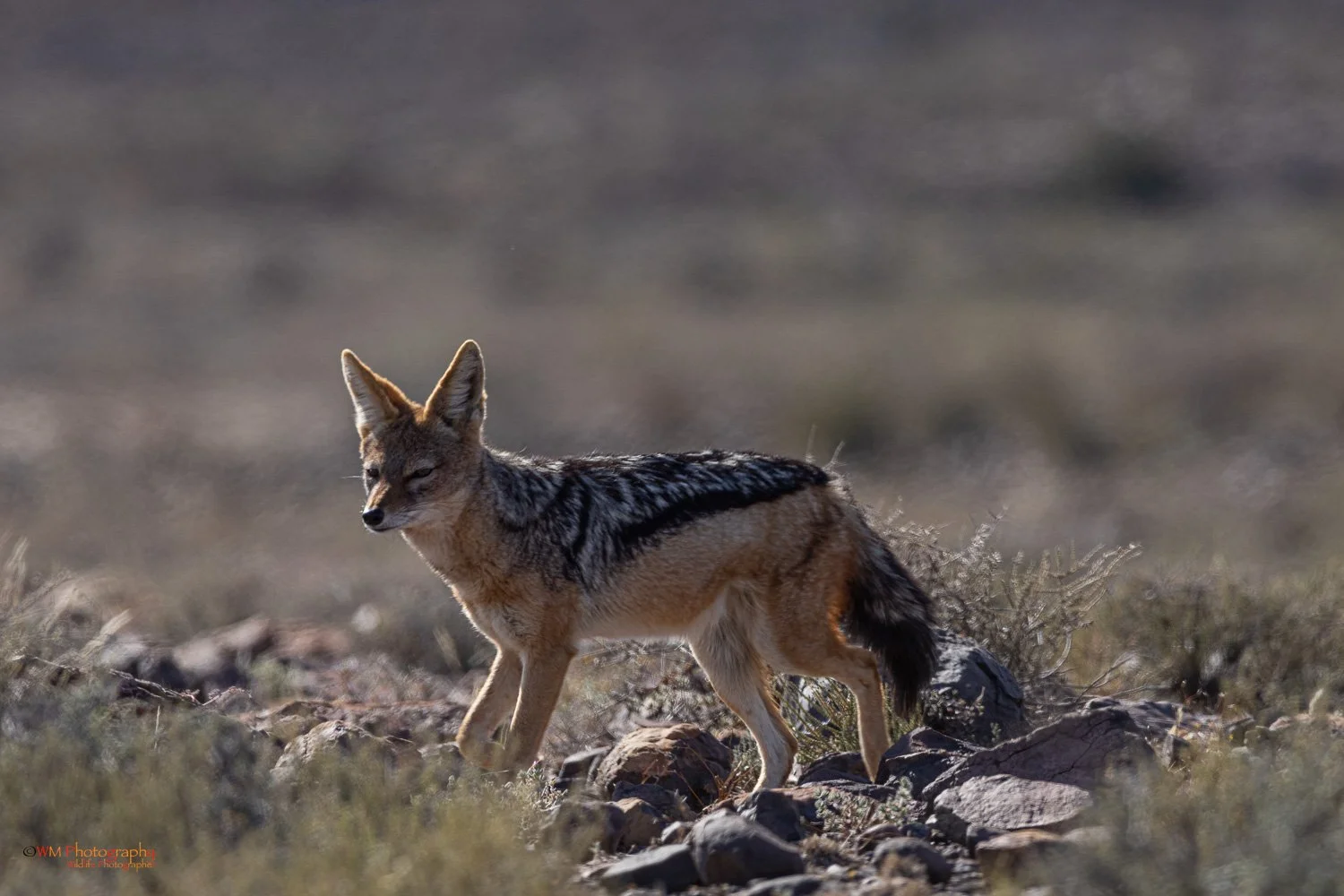 Black-Backed Jackal