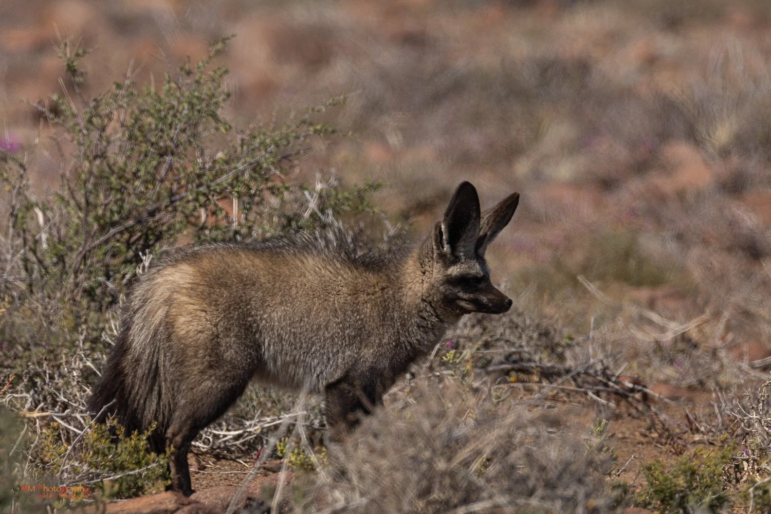 Bat-eared Fox