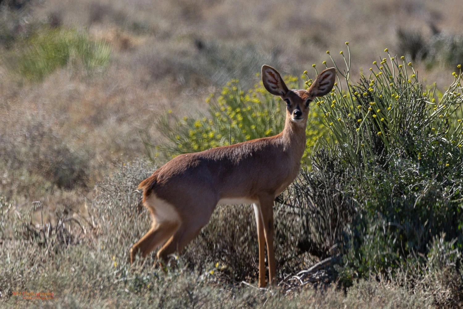Steenbok
