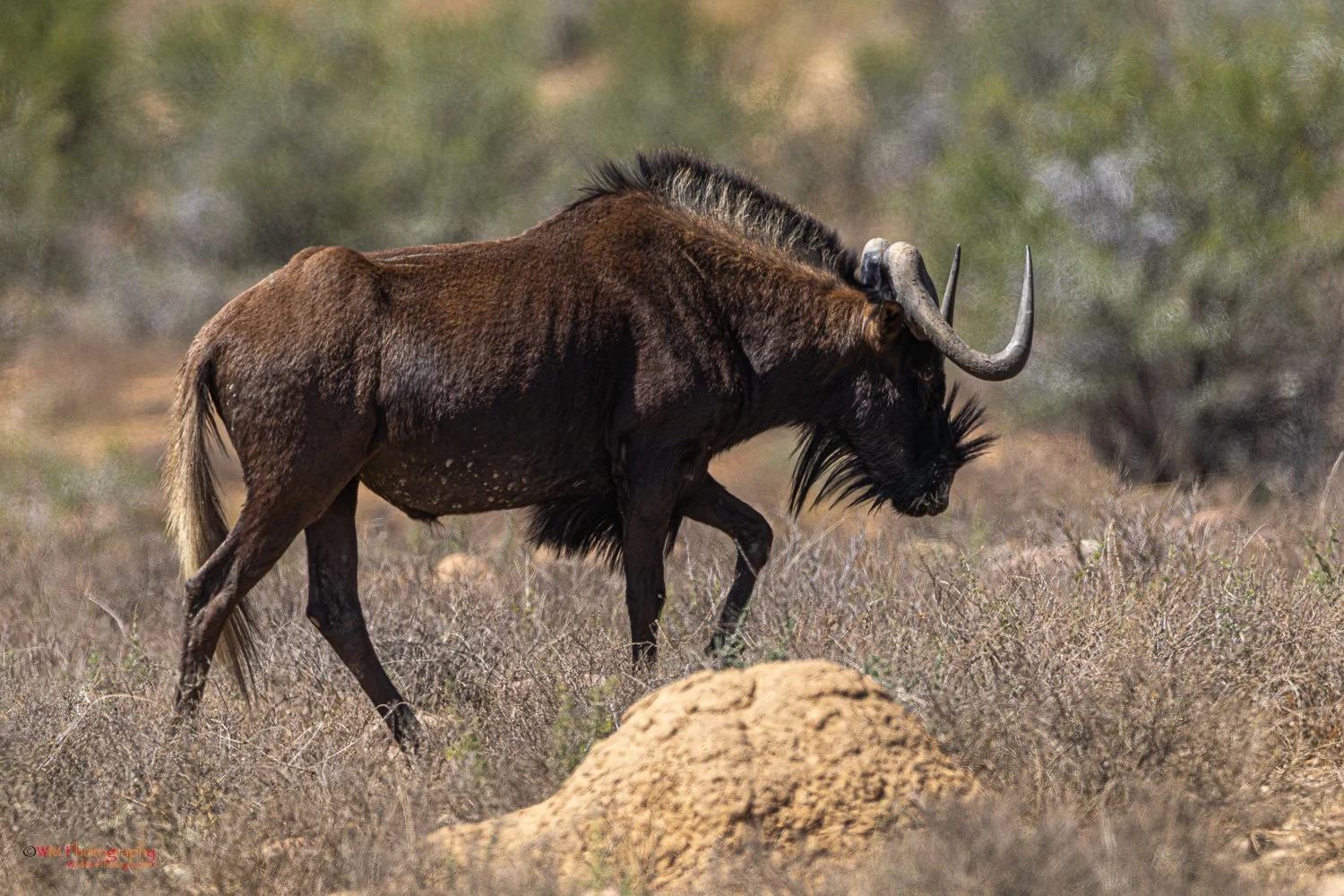 Wildebees