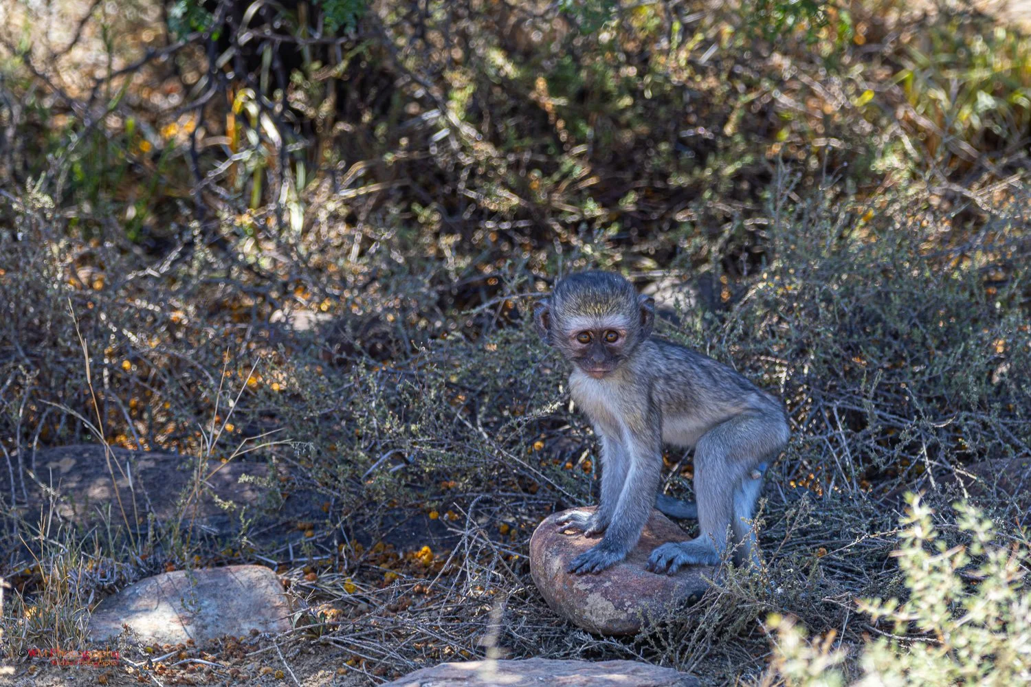 Baby Vervet Monkey