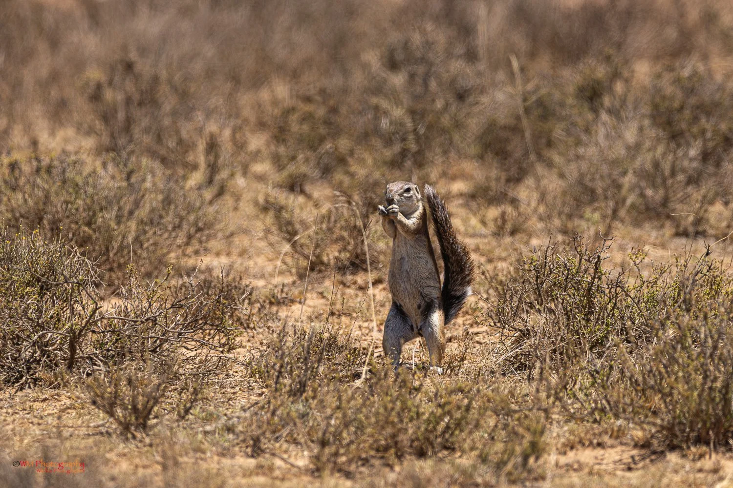Ground Squirrel