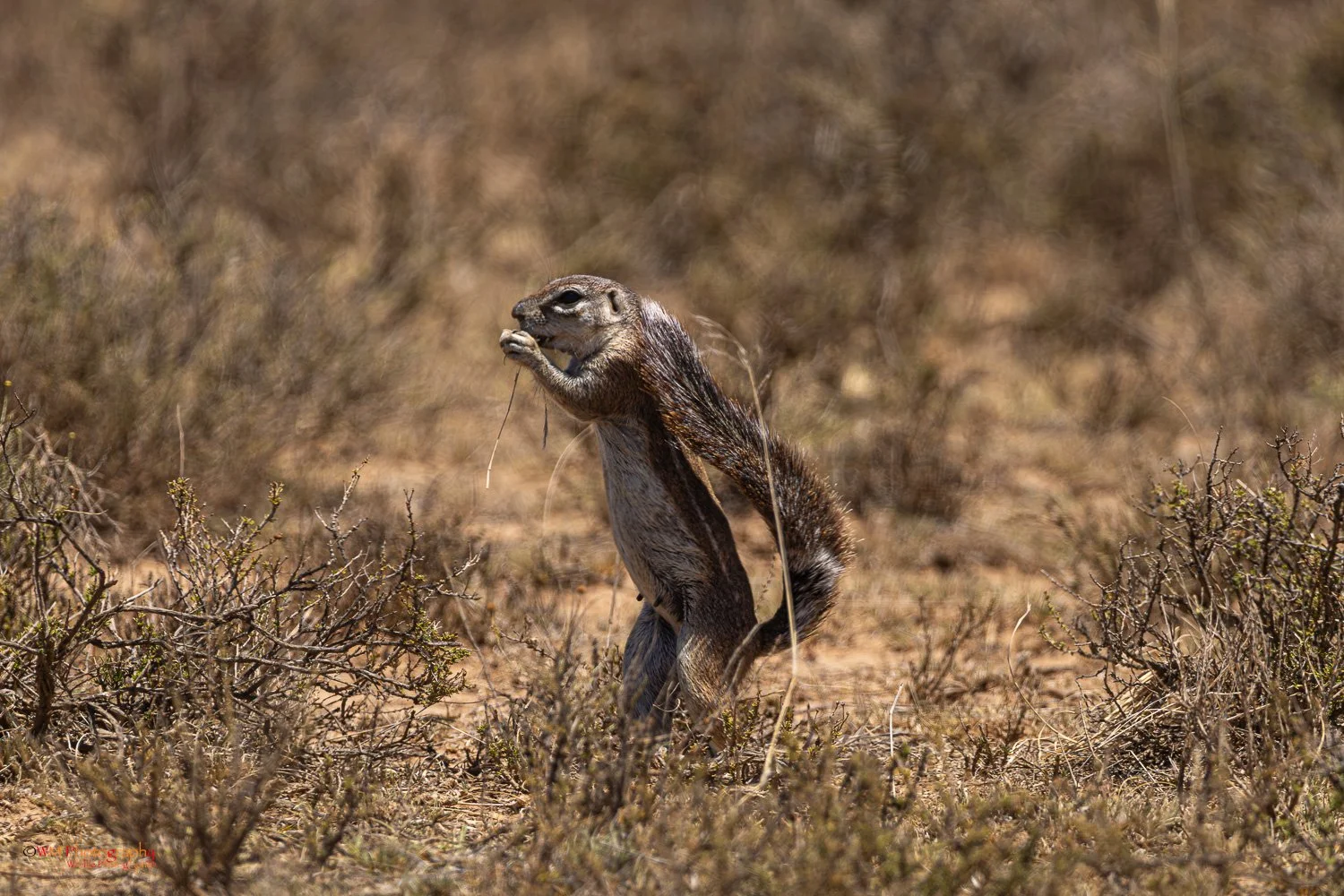 Ground Squirrel