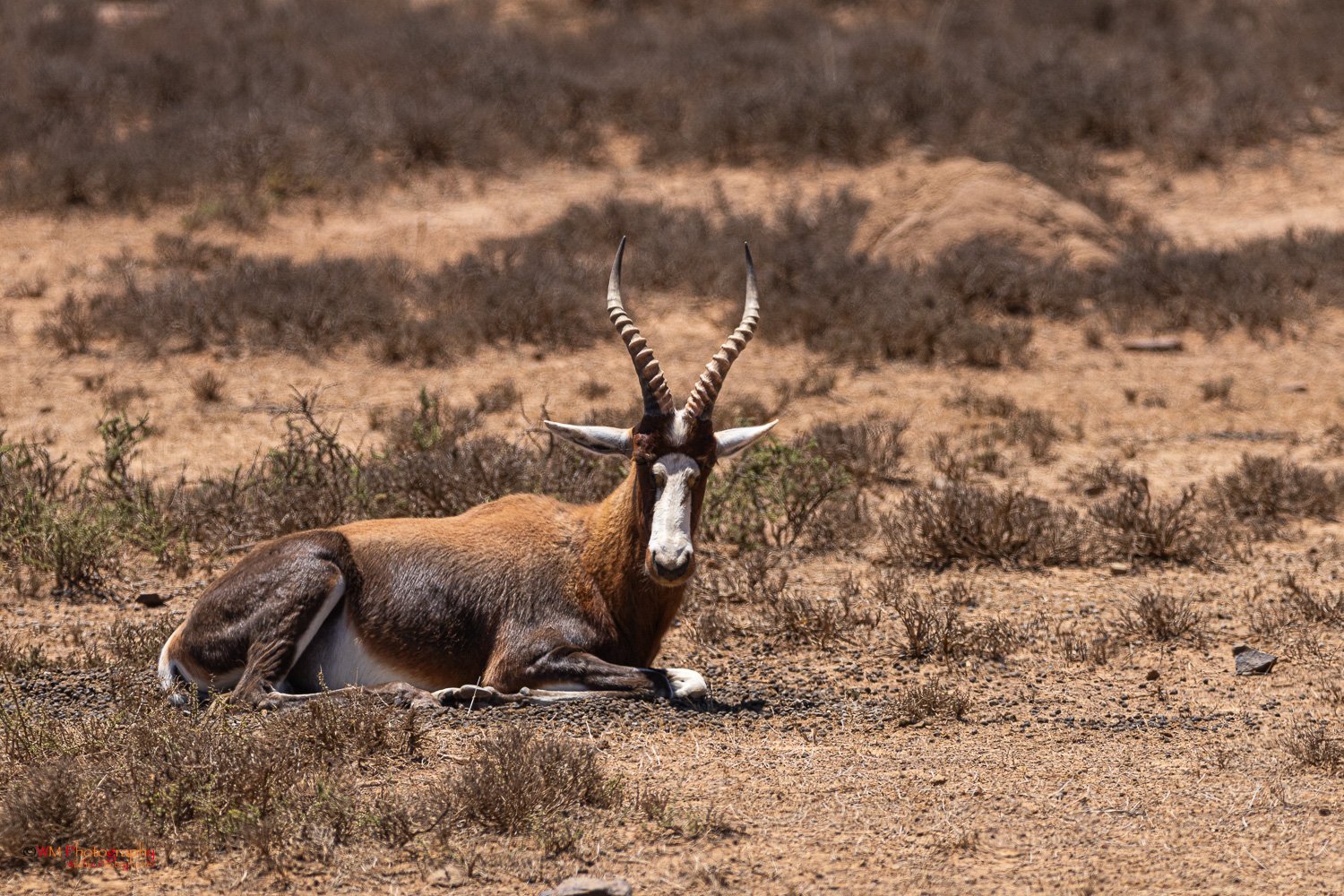 Bontebok