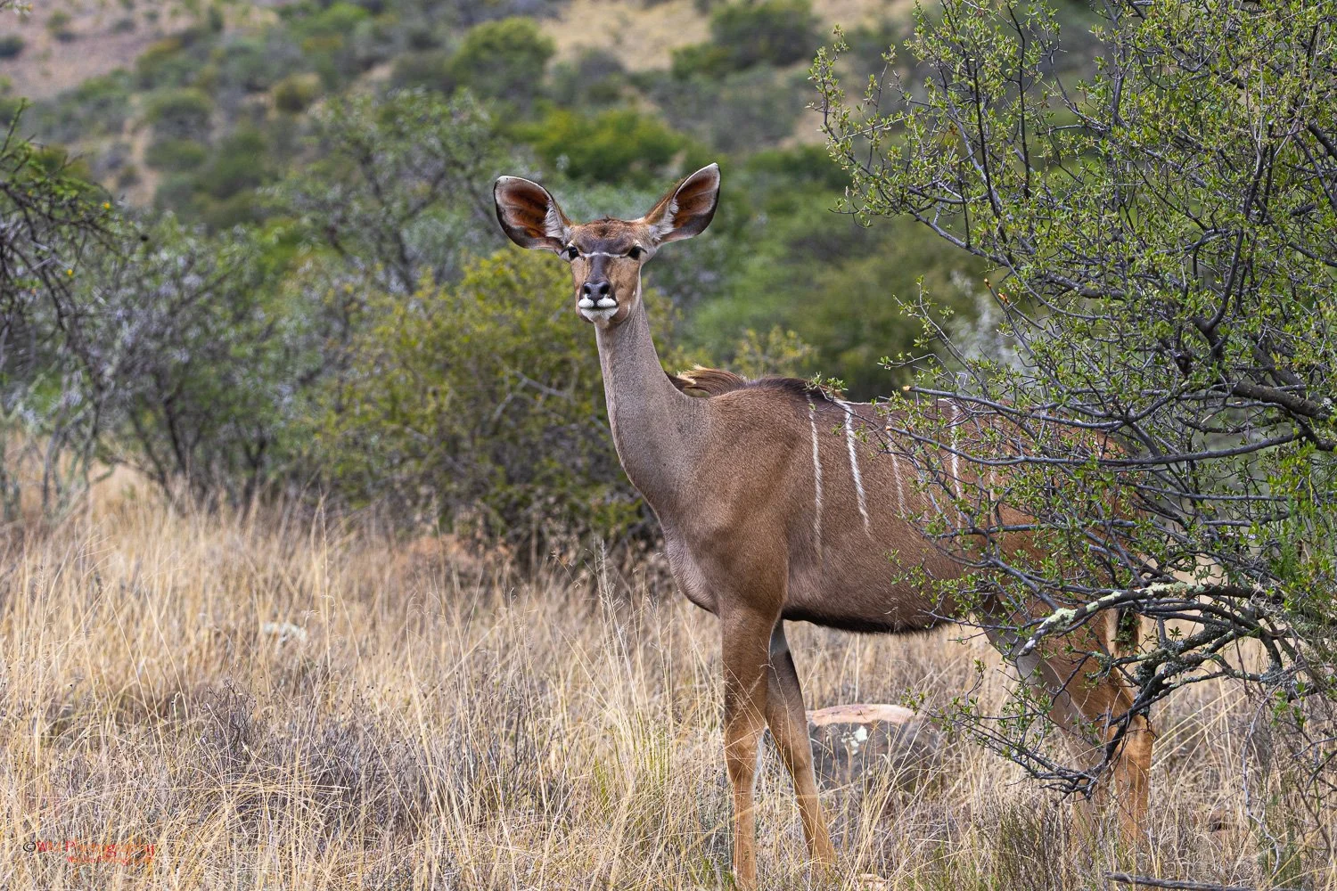 Female Kudu