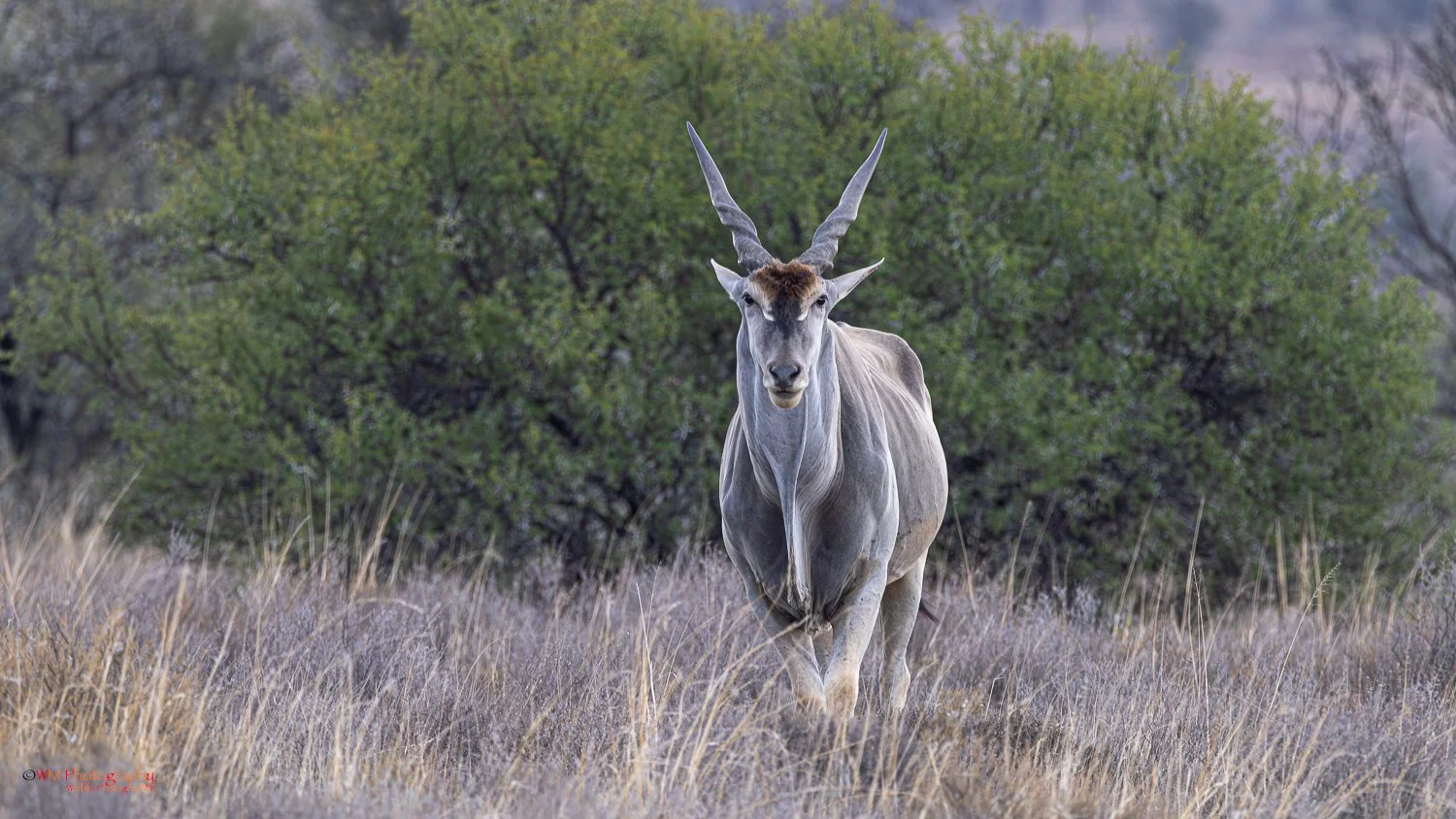 Eland 