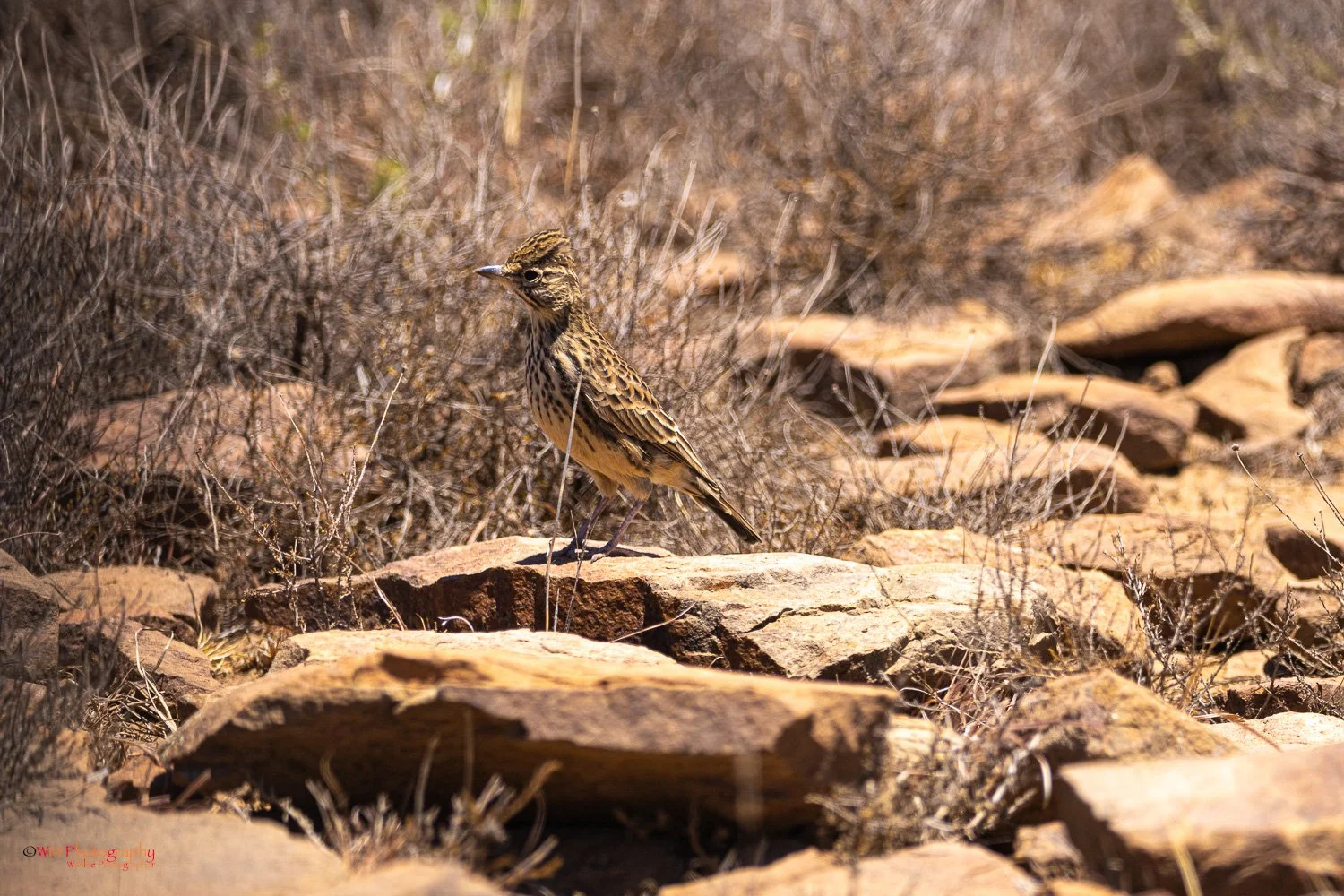 Rufous-naped Lark