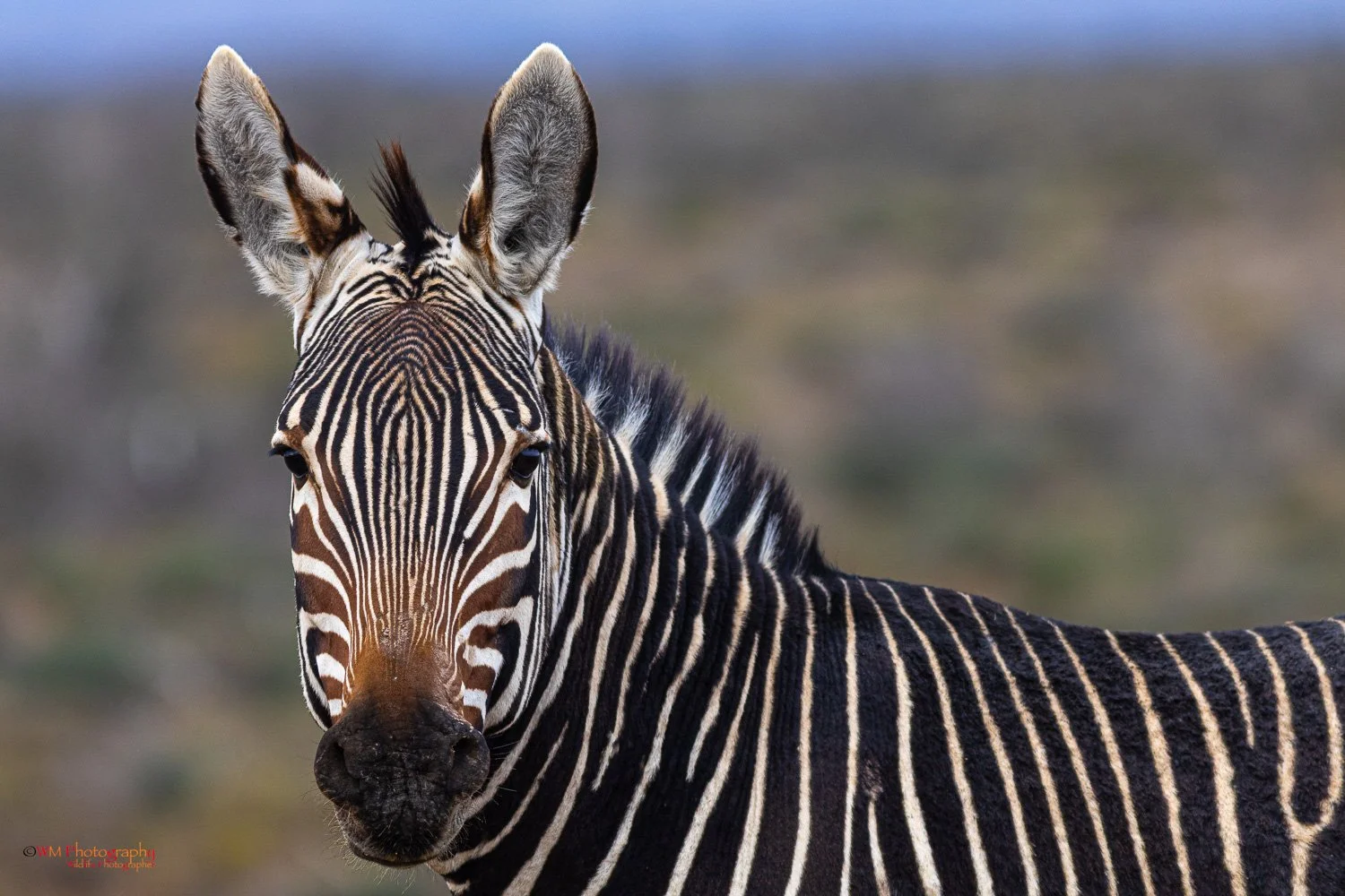 Wildlife_001-2.jpg