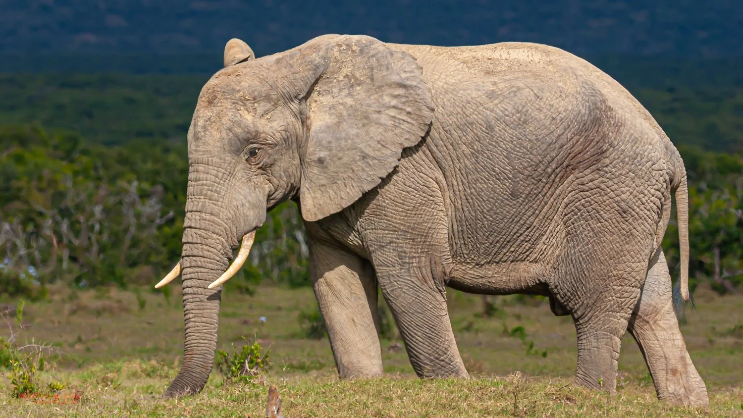 Wildlife_001-3.jpg