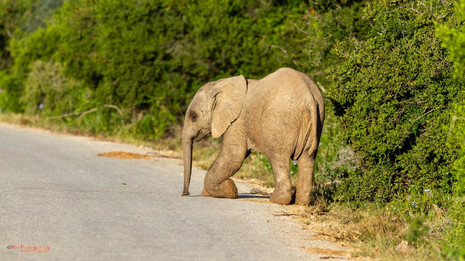 Wildlife_001-4.jpg