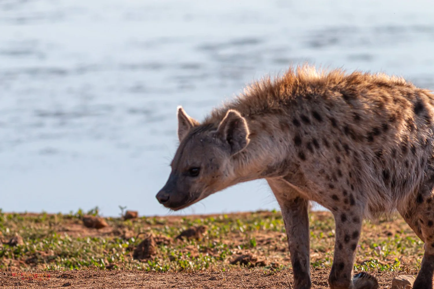 Wildlife_001-5.jpg