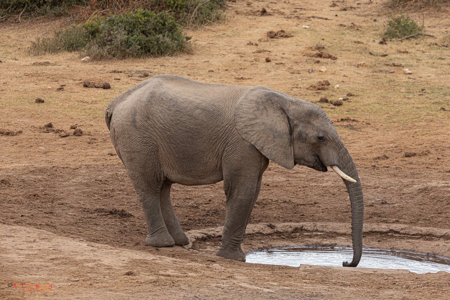 Wildlife_001-7.jpg
