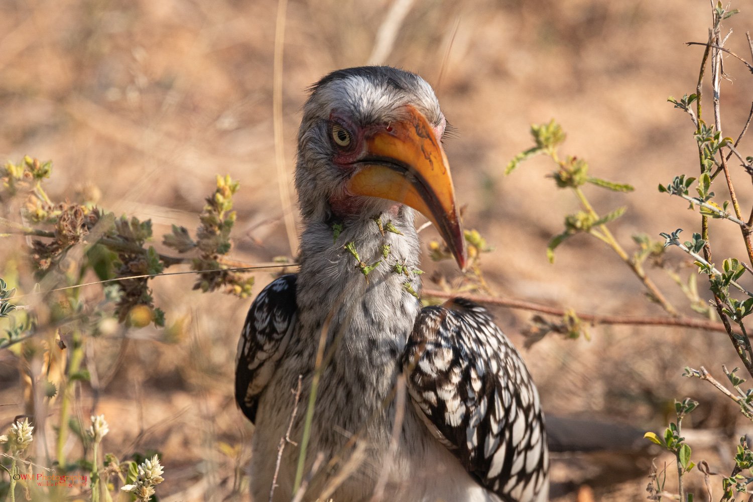 Wildlife_001-10.jpg