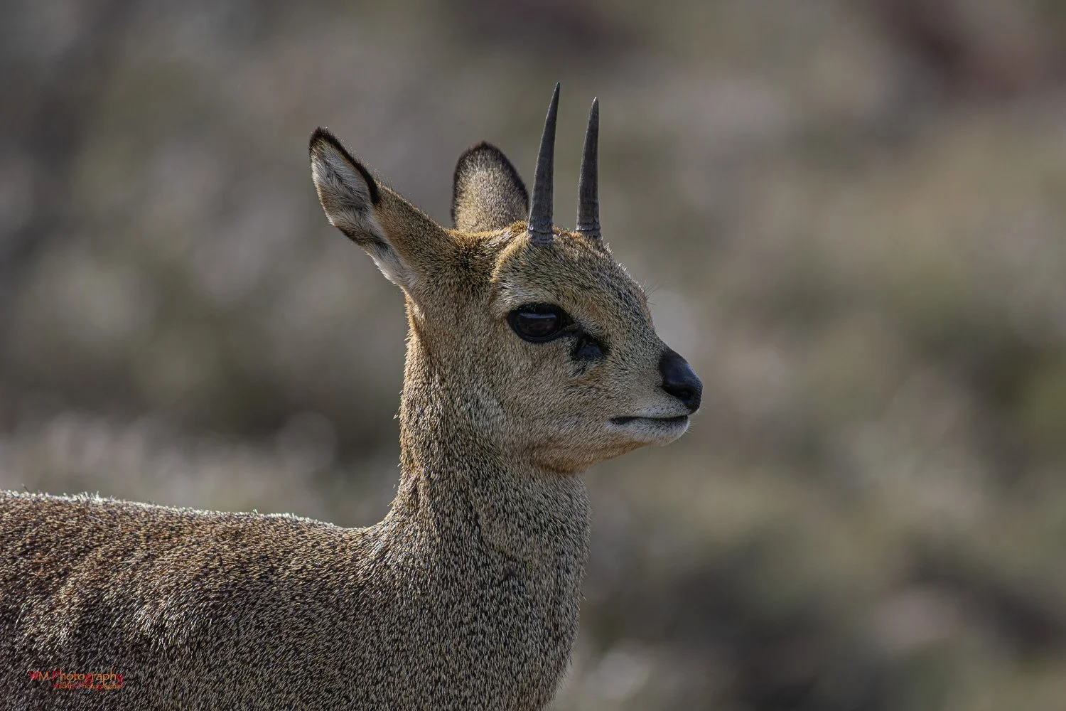 Wildlife_002-2.jpg
