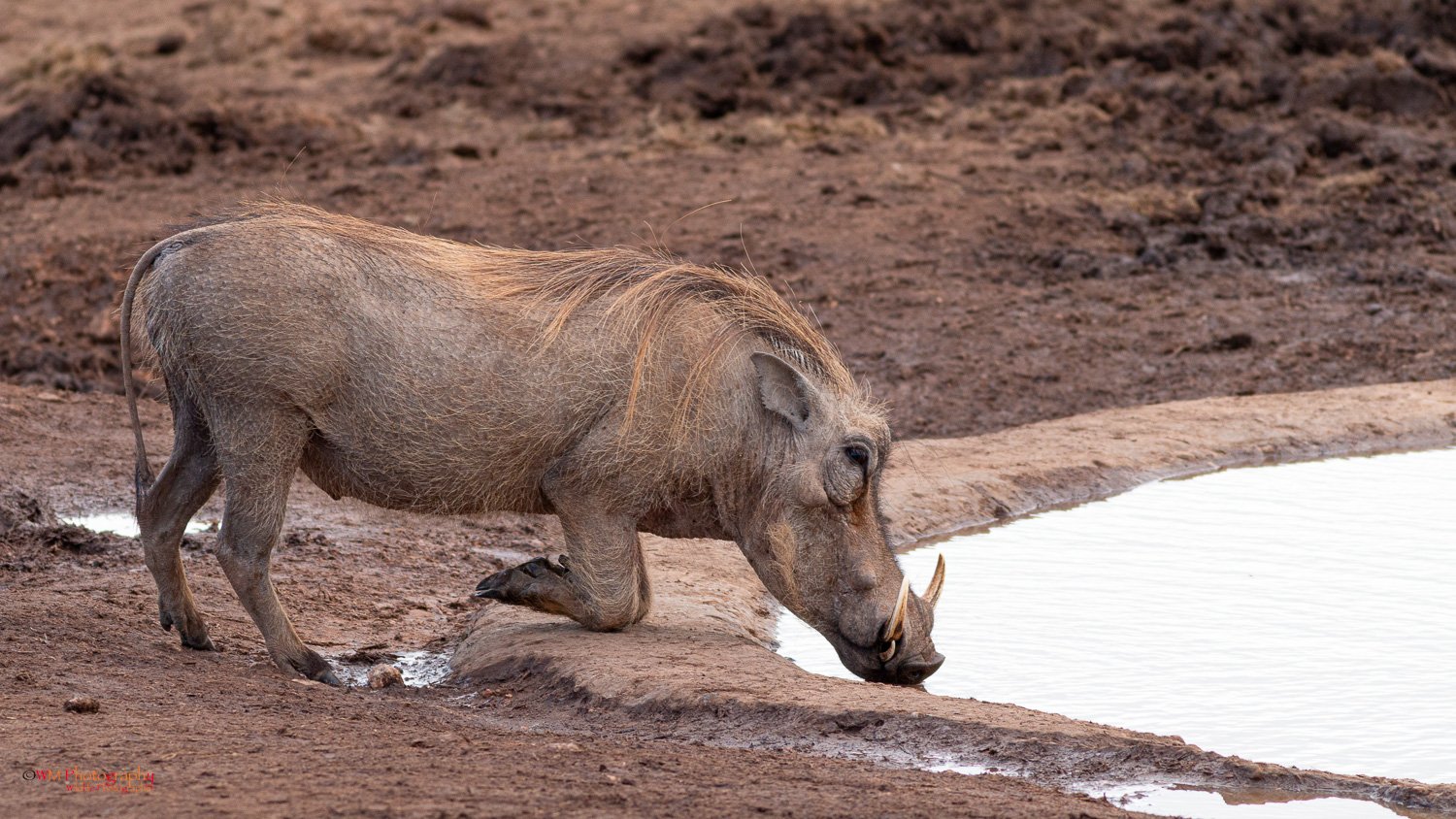 Wildlife_002-3.jpg