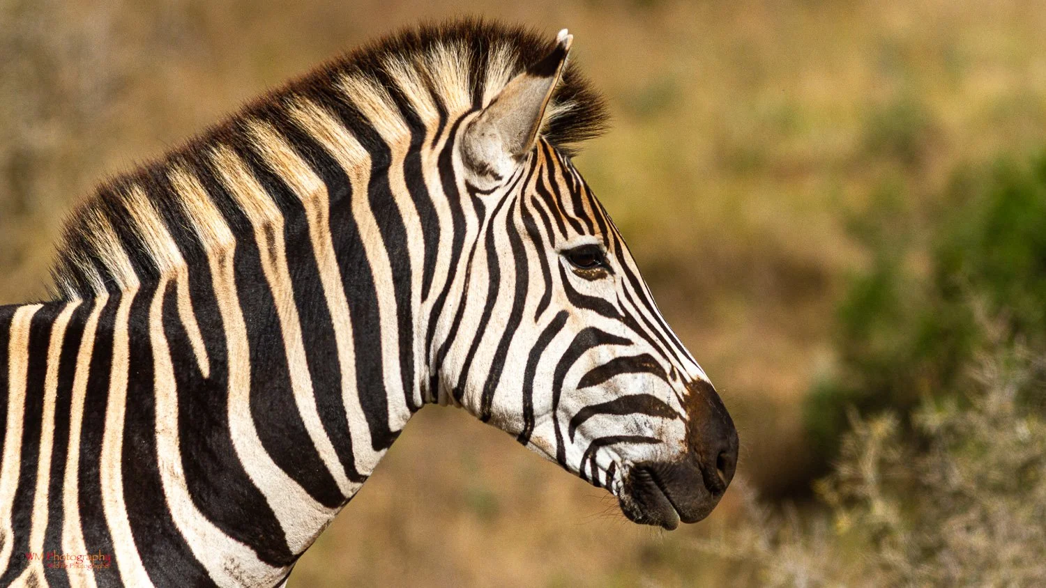 Wildlife_002-4.jpg