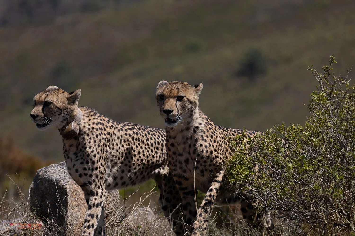 Wildlife_002-7.jpg