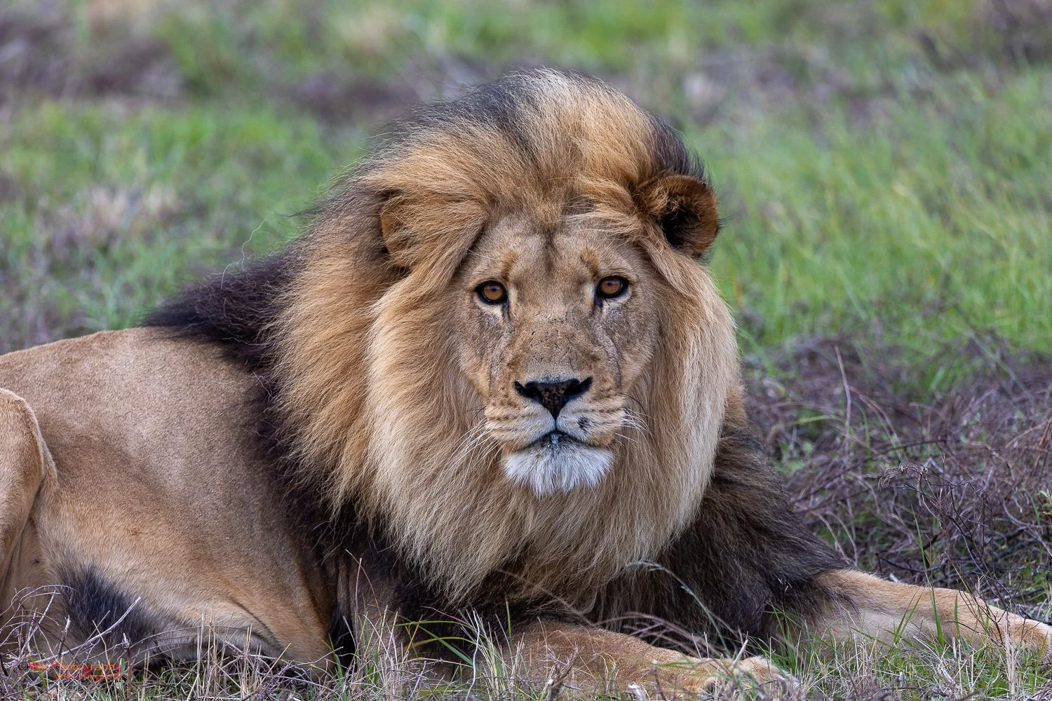 Wildlife_002-8.jpg