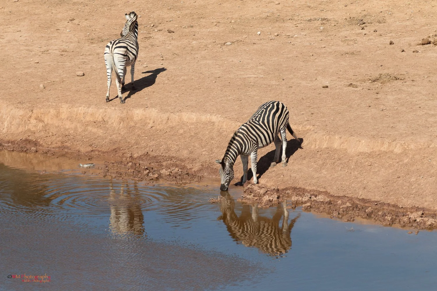 Wildlife_003-3.jpg