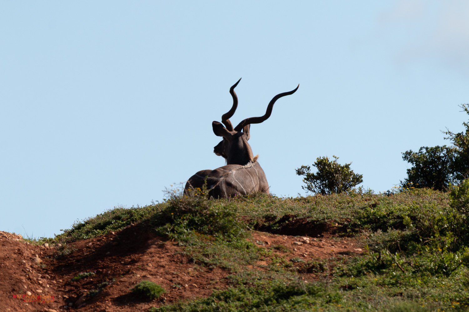 Wildlife_003-4.jpg