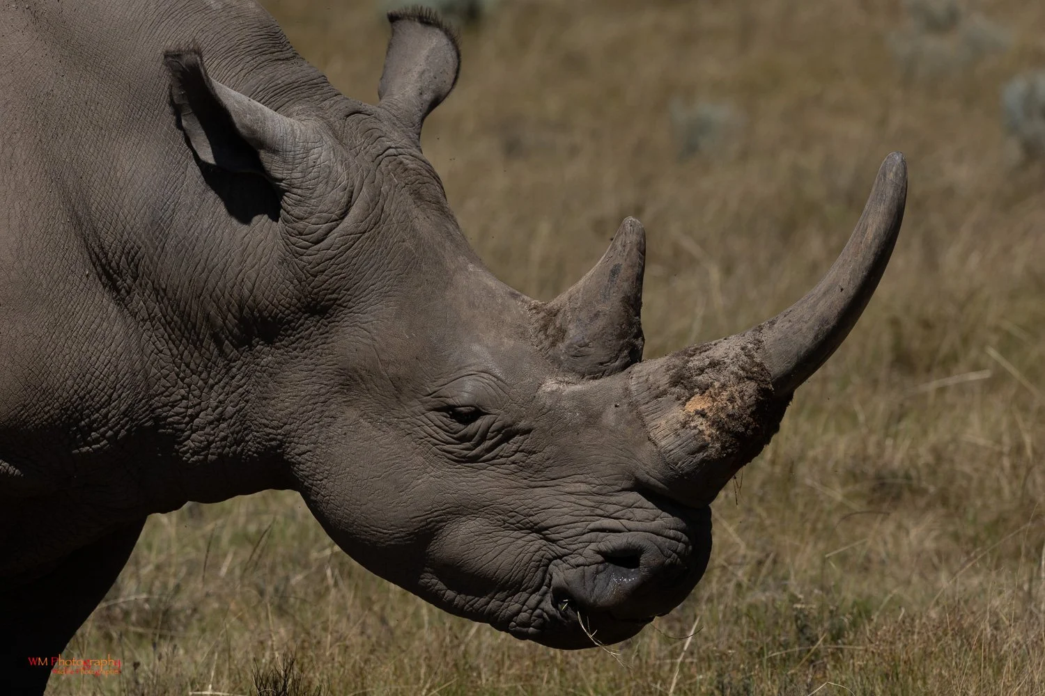 Wildlife_003-6.jpg