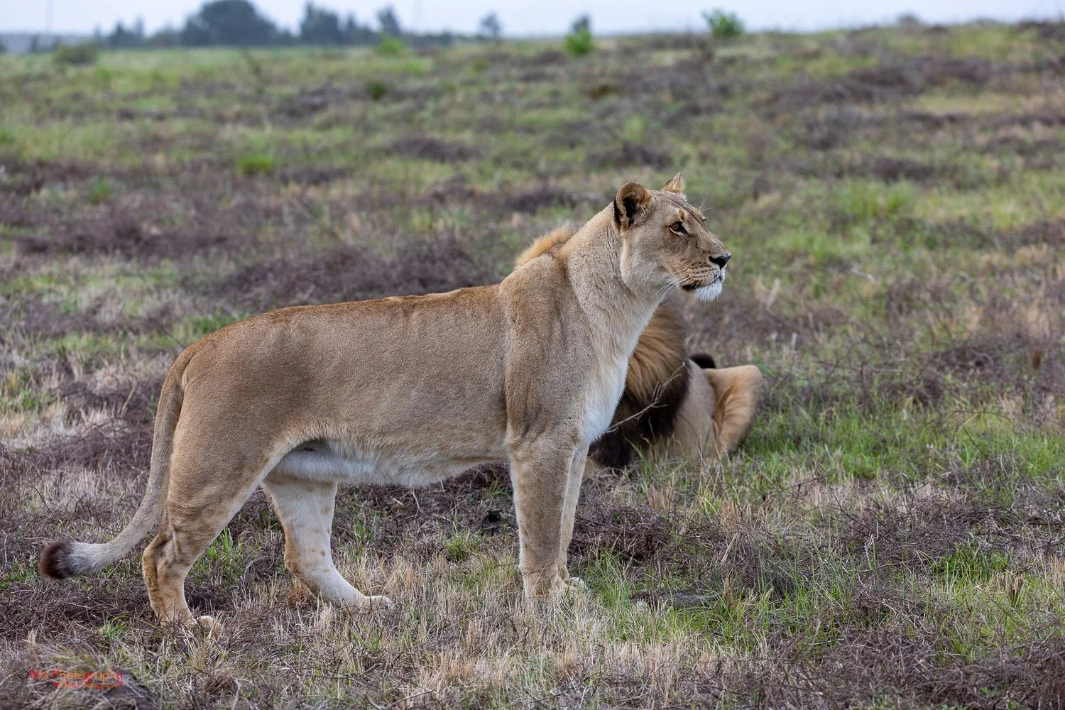 Wildlife_003-7.jpg