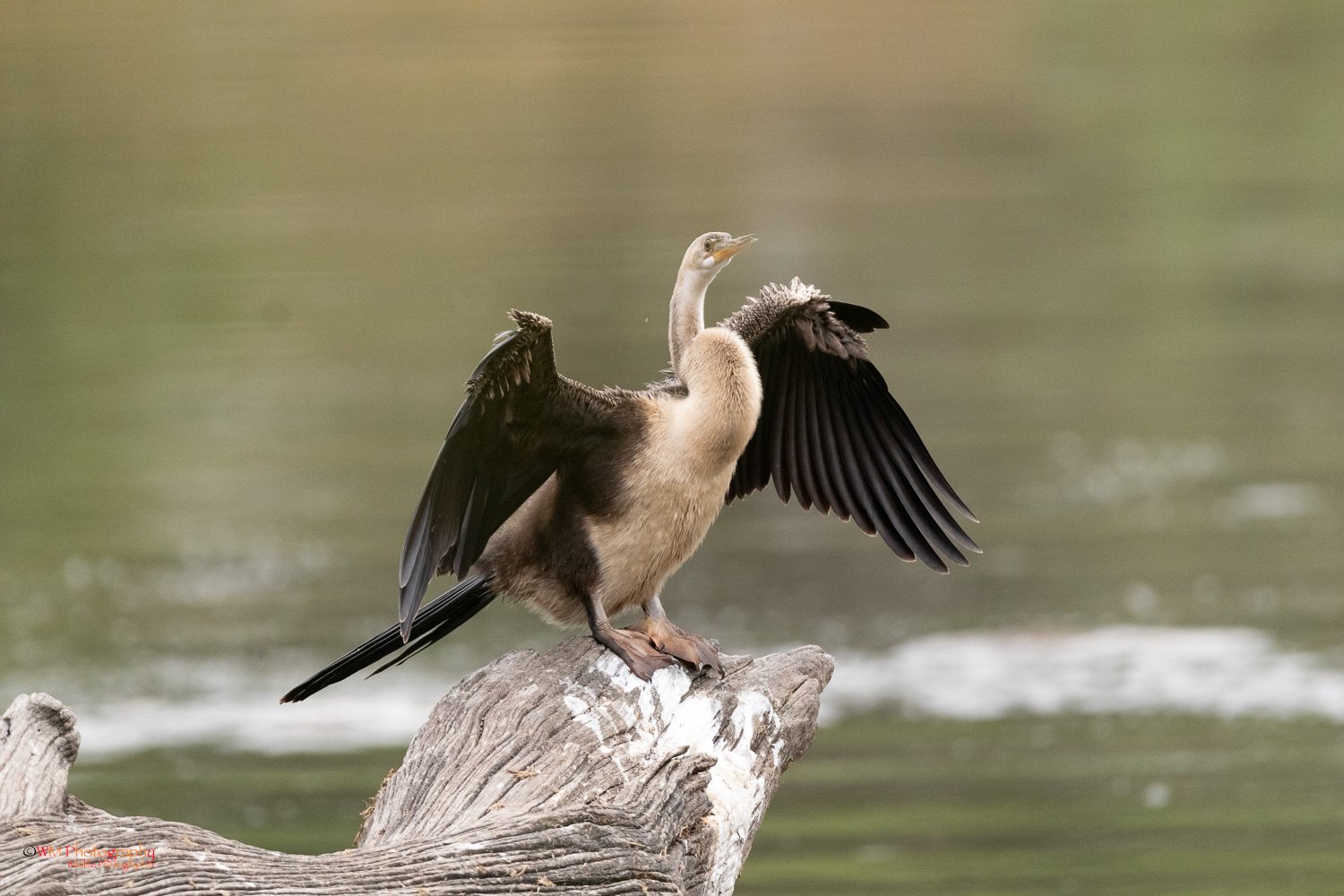 Wildlife_003-8.jpg