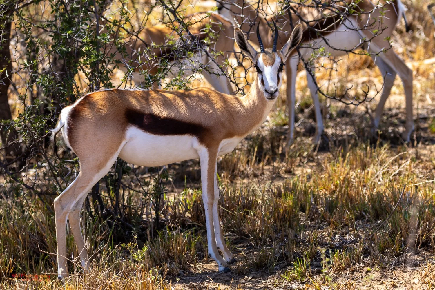 Wildlife_003.jpg