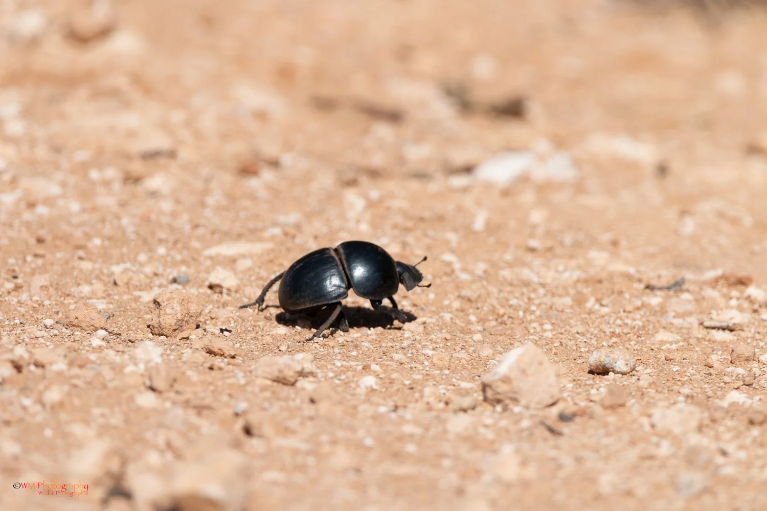 Wildlife_004-2.jpg