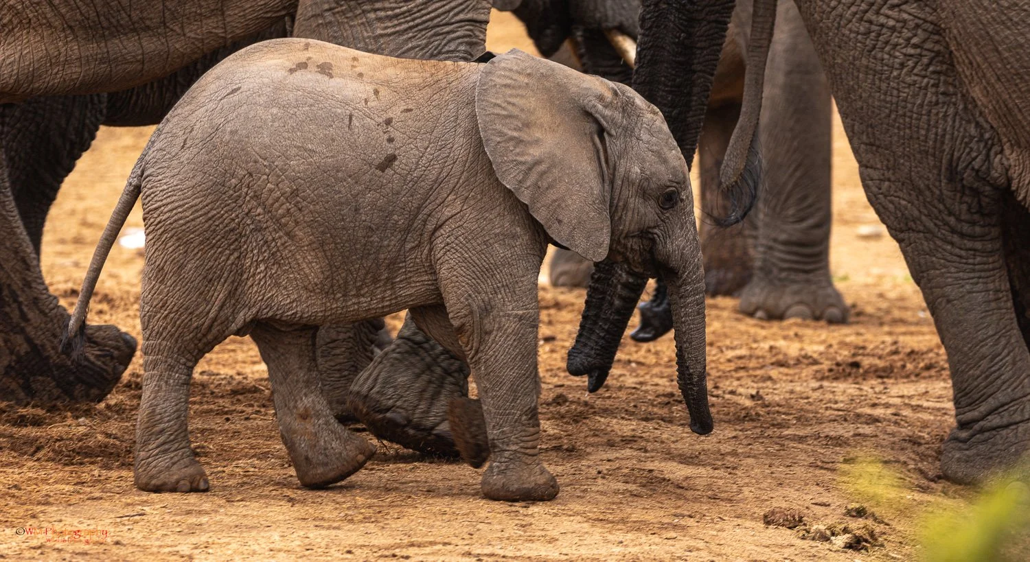 Wildlife_004-3.jpg