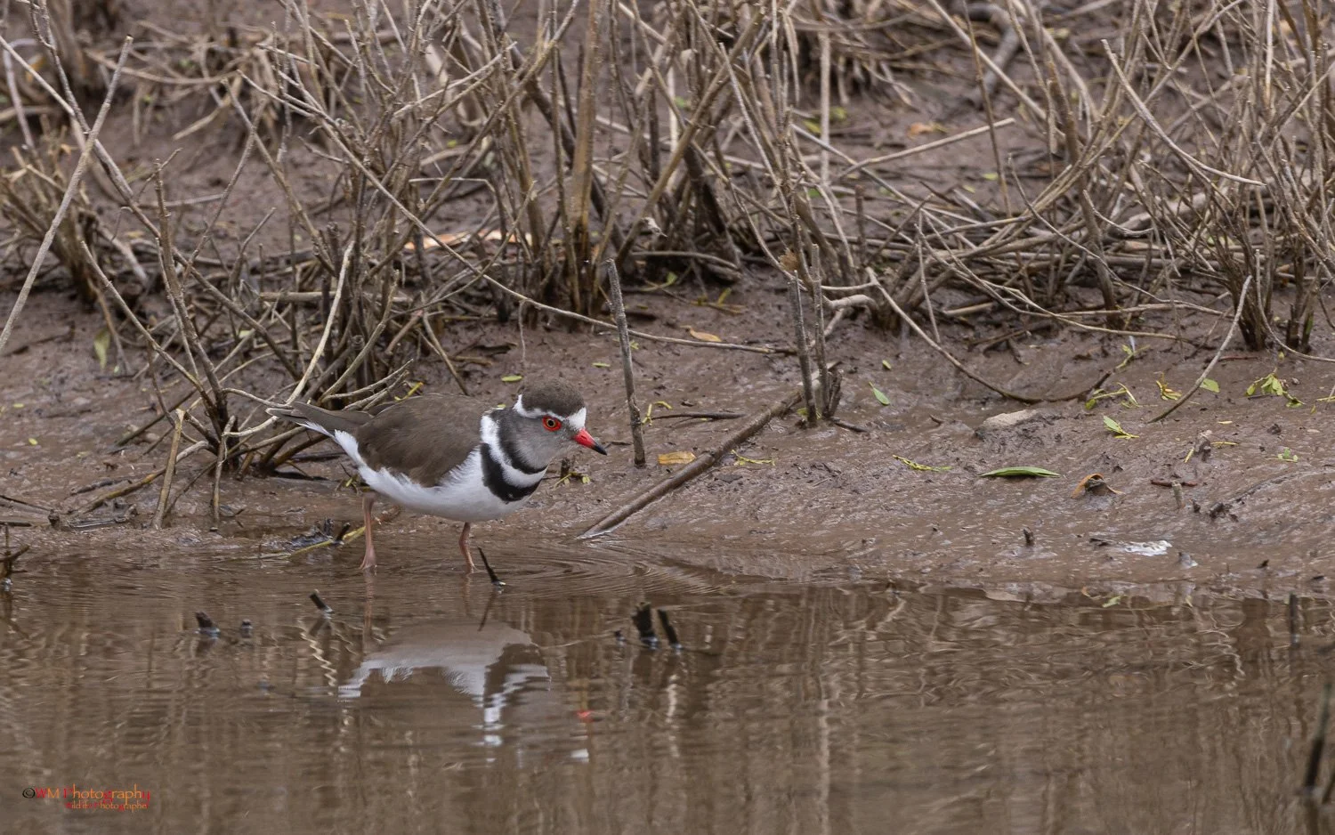 Wildlife_004.jpg