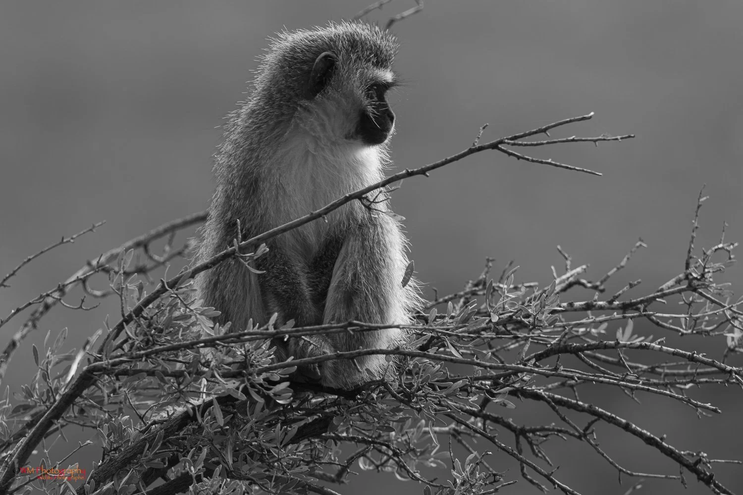 Wildlife_006.jpg