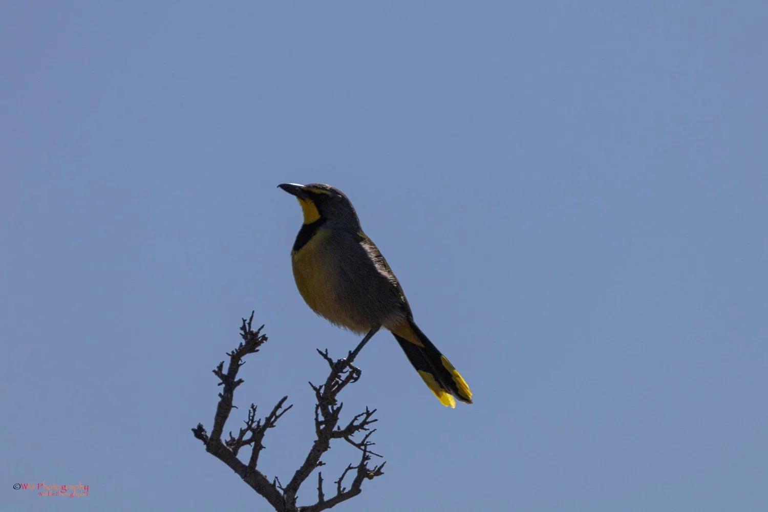 Wildlife_008.jpg