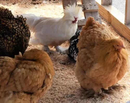  Pine shavings for chicken coop bedding Pros cons and 