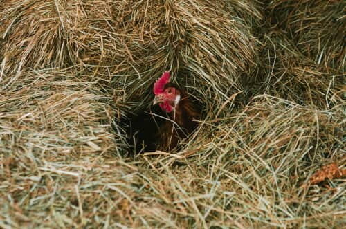 The Best Chicken Coop Bedding: Sand Vs. Straw Vs. Pine Shavings — The  Featherbrain